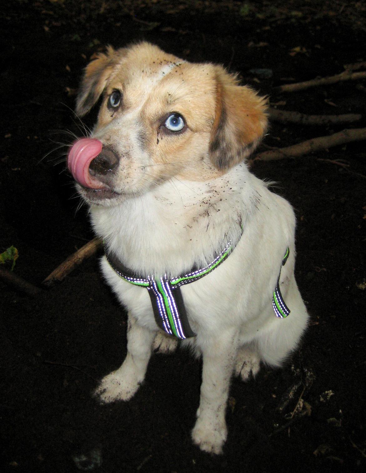 Blanding af racer Zoey - Hvem siger du, har leget med jord? IKKE MIG! billede 9