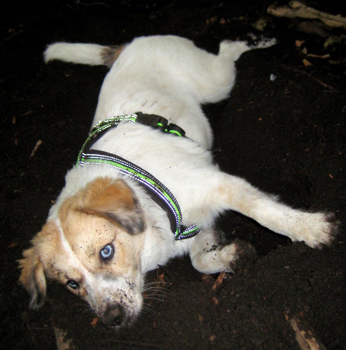 Blanding af racer Zoey - Wee, jord! billede 8