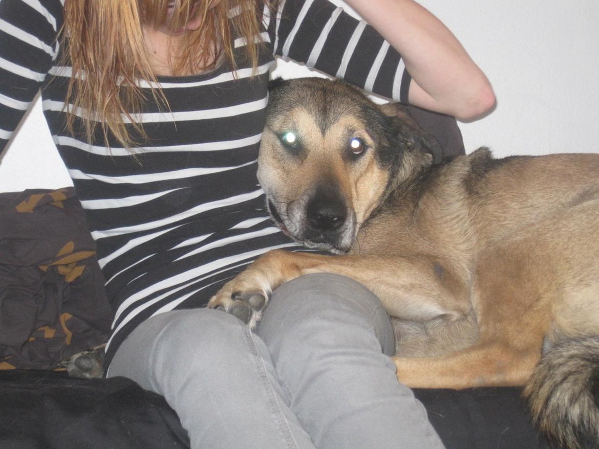 Blanding af racer | Rex *Charmetrolden* - Fordi at du betyder alt for mig♥ sommerferien 2011, en del har ændret sig! billede 20