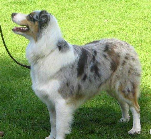Australian shepherd Nivea billede 12