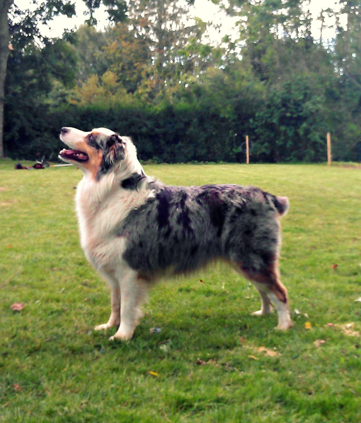 Australian shepherd Nivea - Velkommen :)  billede 6