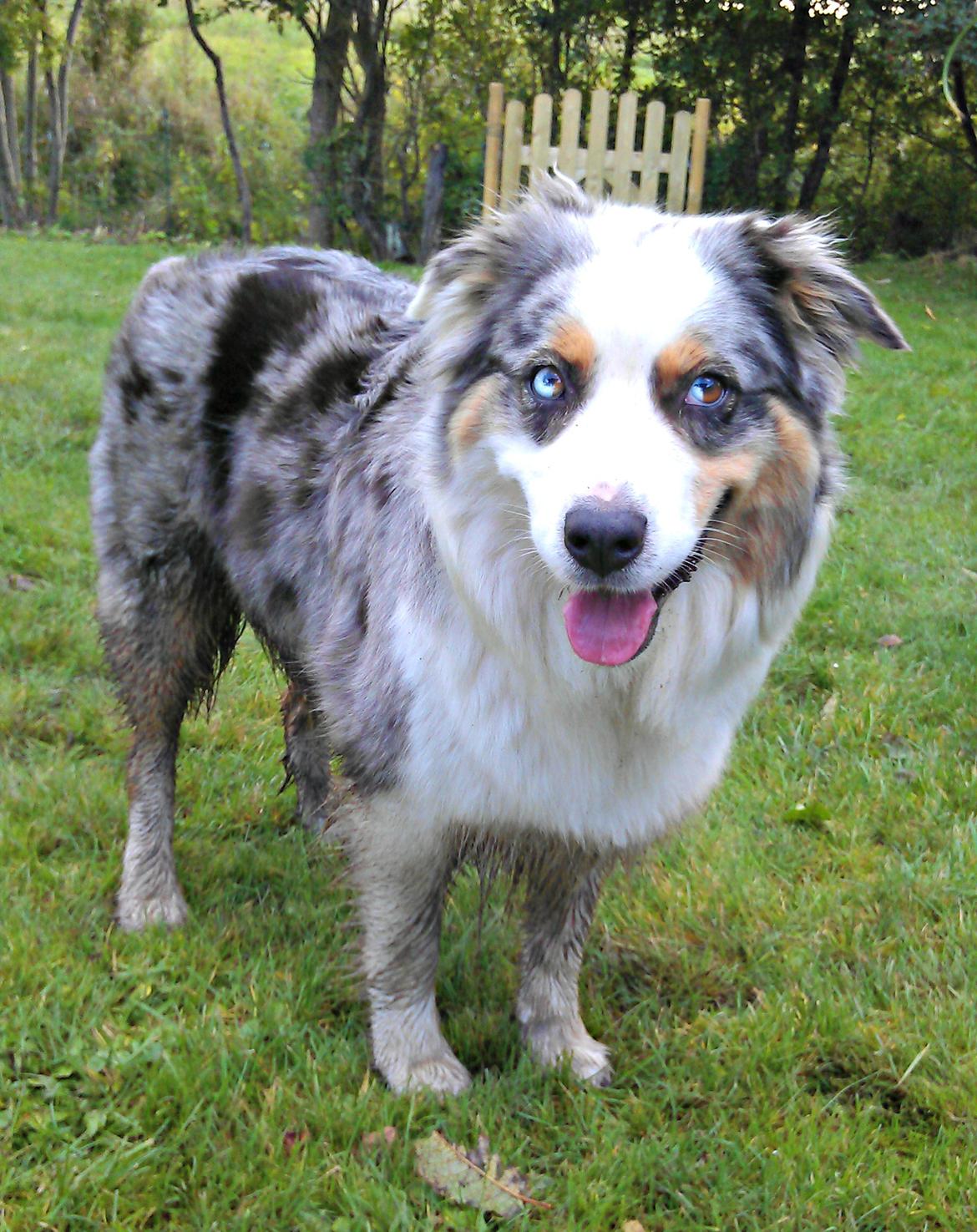 Australian shepherd Nivea billede 3
