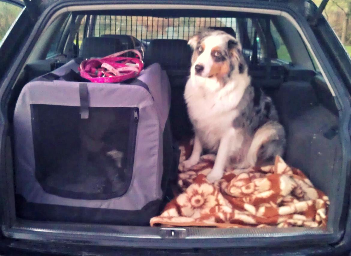 Australian shepherd Nivea - Klar til Juniorhandling i Herning d. 4/11-12 billede 7