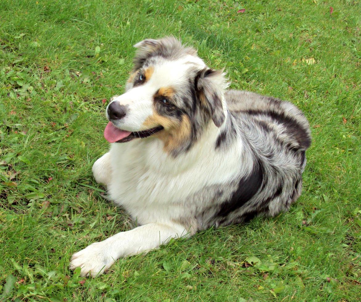 Australian shepherd Nivea billede 5