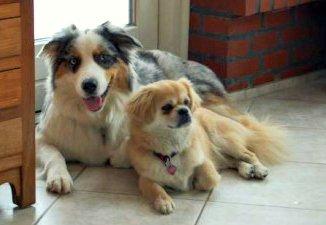 Australian shepherd Nivea billede 9