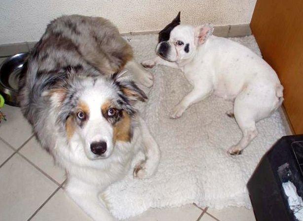 Australian shepherd Nivea - Med vores gamle hund Gerda billede 17