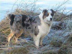 Australian shepherd Nivea billede 1
