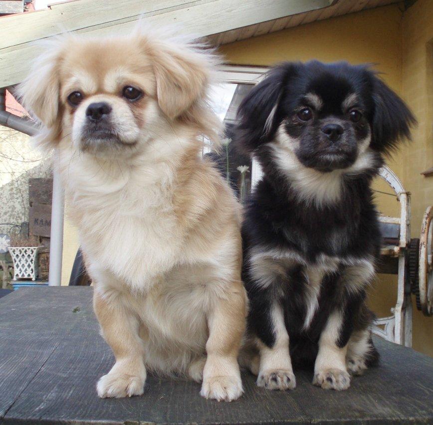 Tibetansk spaniel Soffi (Peggy) - Mor & Datter!  billede 7