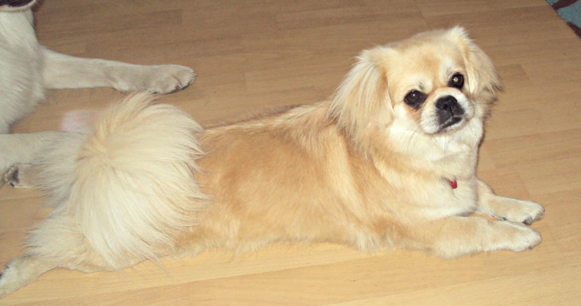 Tibetansk spaniel Soffi (Peggy) billede 5