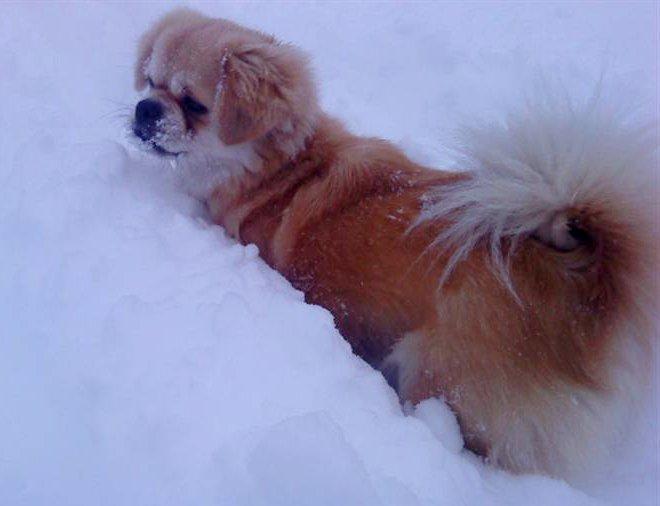 Tibetansk spaniel Soffi (Peggy) billede 11