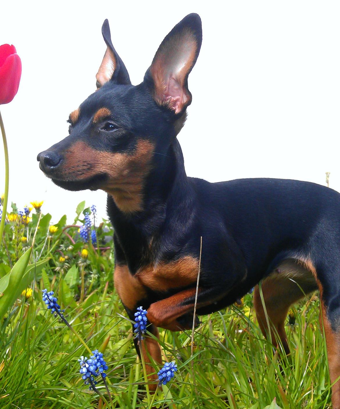 Prazsky krysarik Cleo (Bims) billede 9