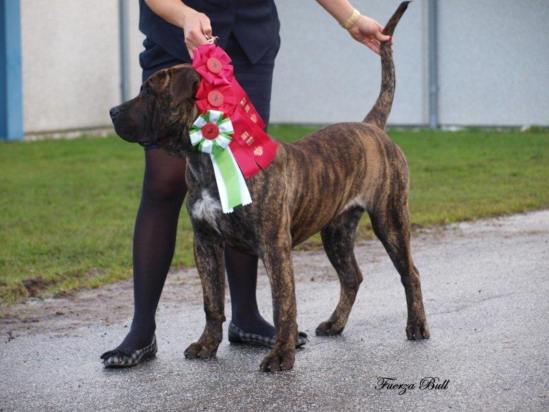 Dogo canario Rash Fuego de Volcanes - 03.11.2012 I Herning 
han fIk Dansk Junior Vinder 2012, Dansk Vinder 2012 billede 6