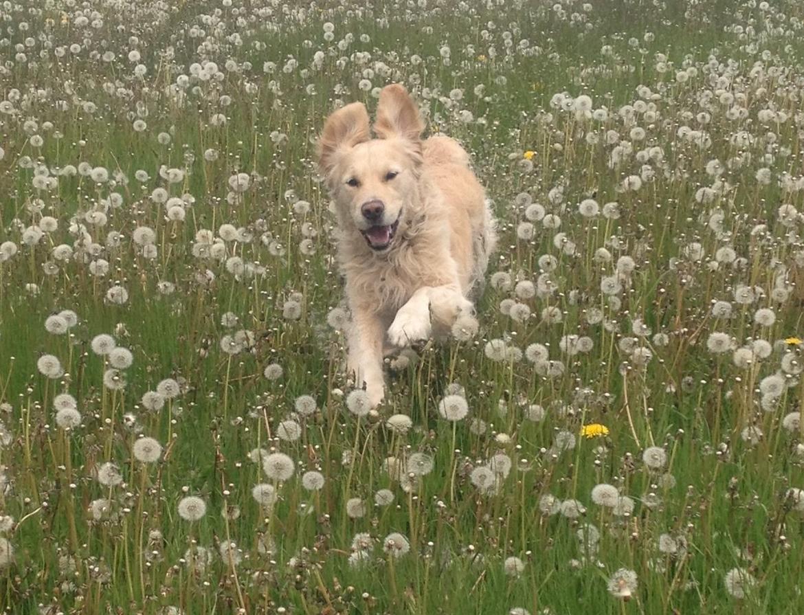 Golden retriever Kenzo billede 1