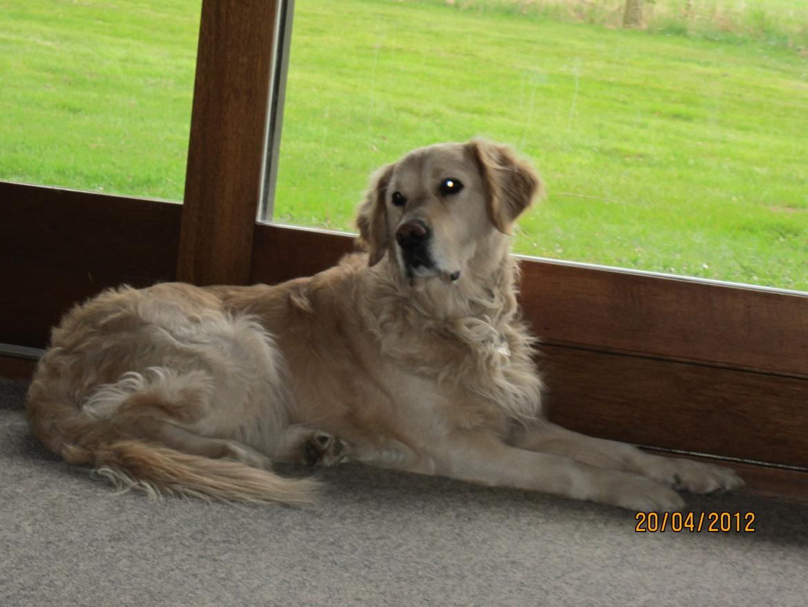 Golden retriever Kenzo billede 2