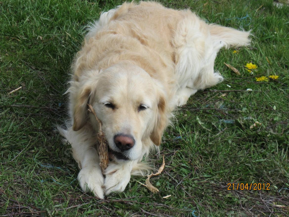 Golden retriever Kenzo billede 3