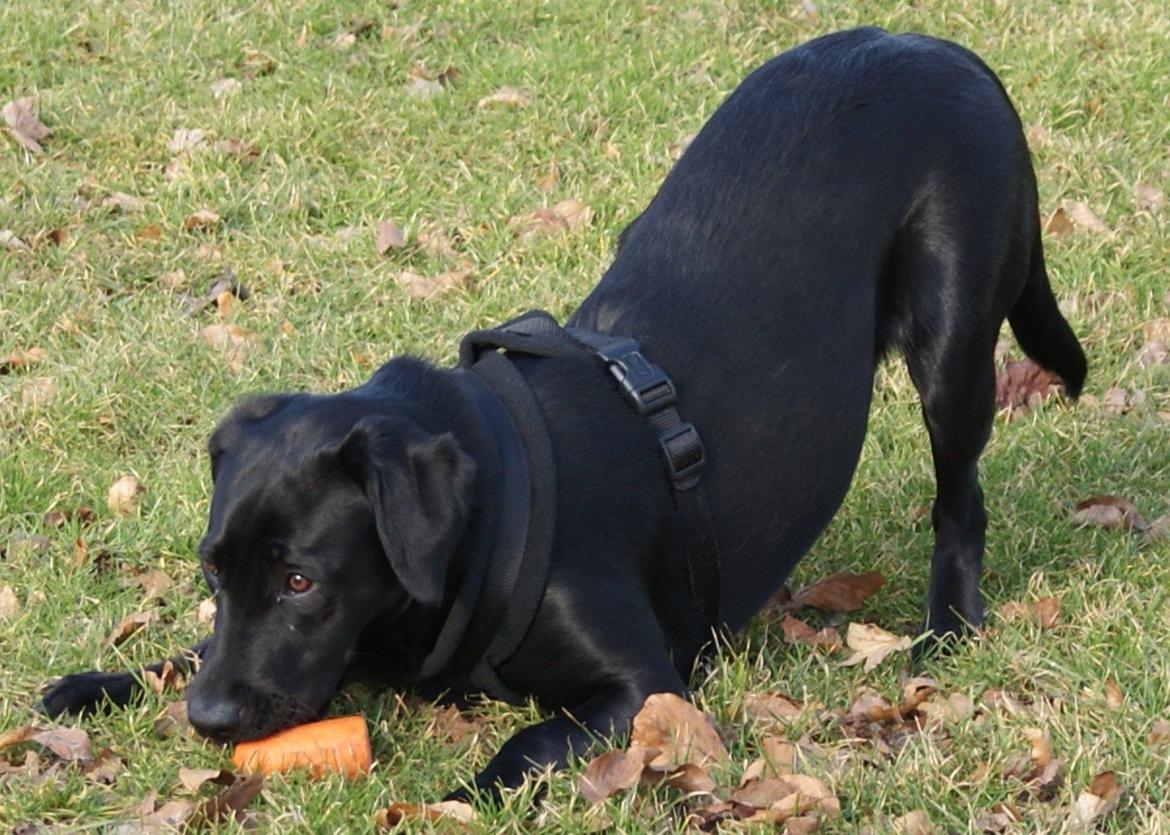 Labrador retriever SALLY - 20090303 Sally med gulerod billede 20