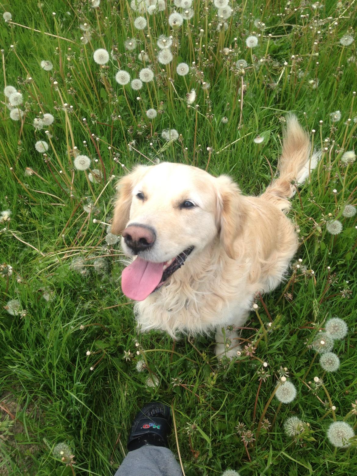 Golden retriever Kenzo billede 4