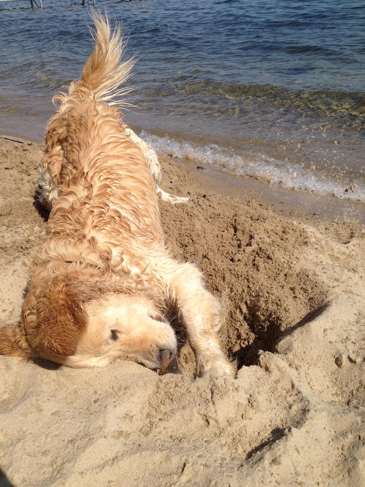 Golden retriever Kenzo billede 5