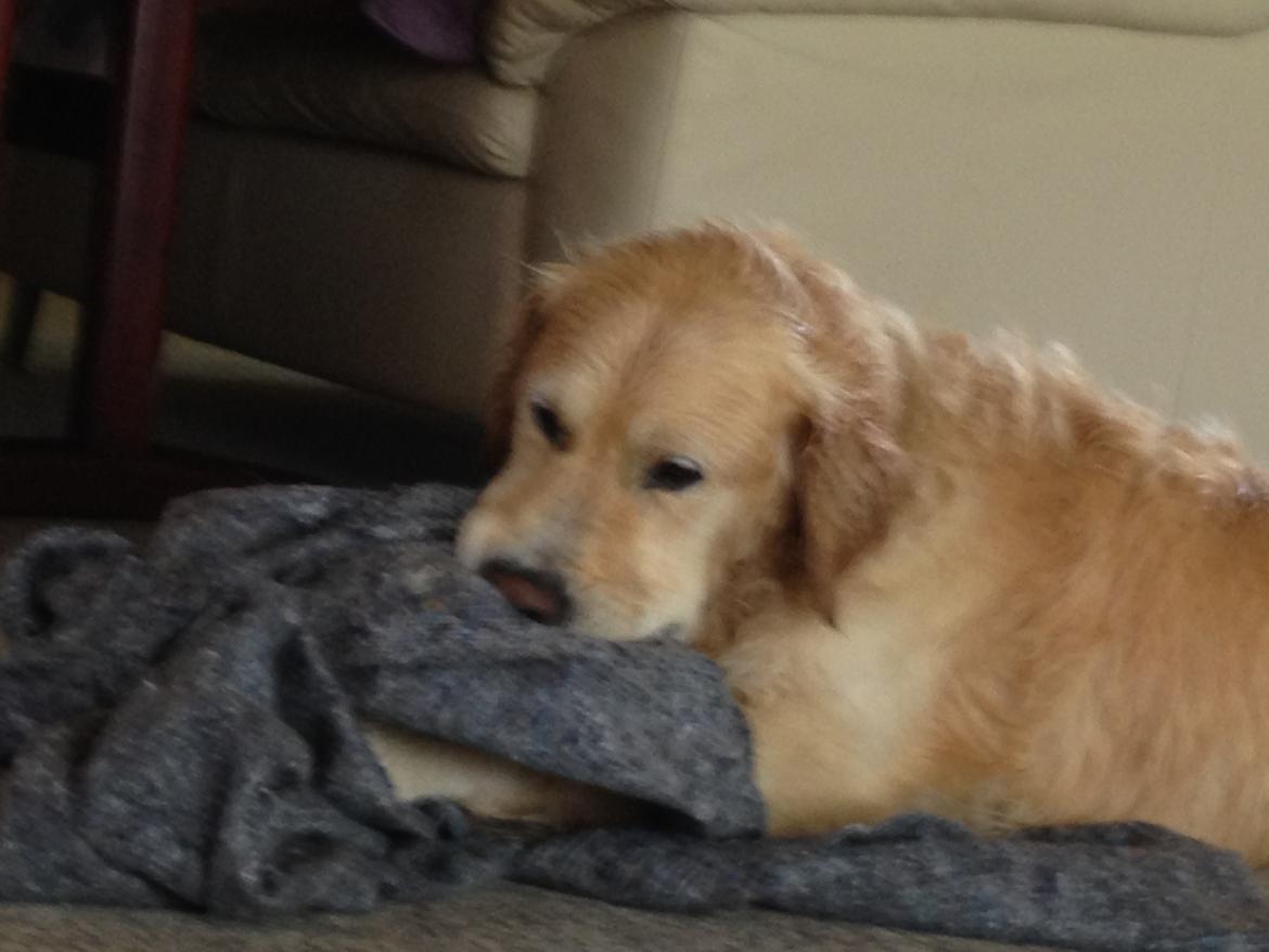 Golden retriever Kenzo billede 6