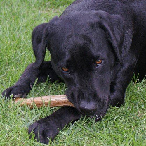 Labrador retriever SALLY billede 19