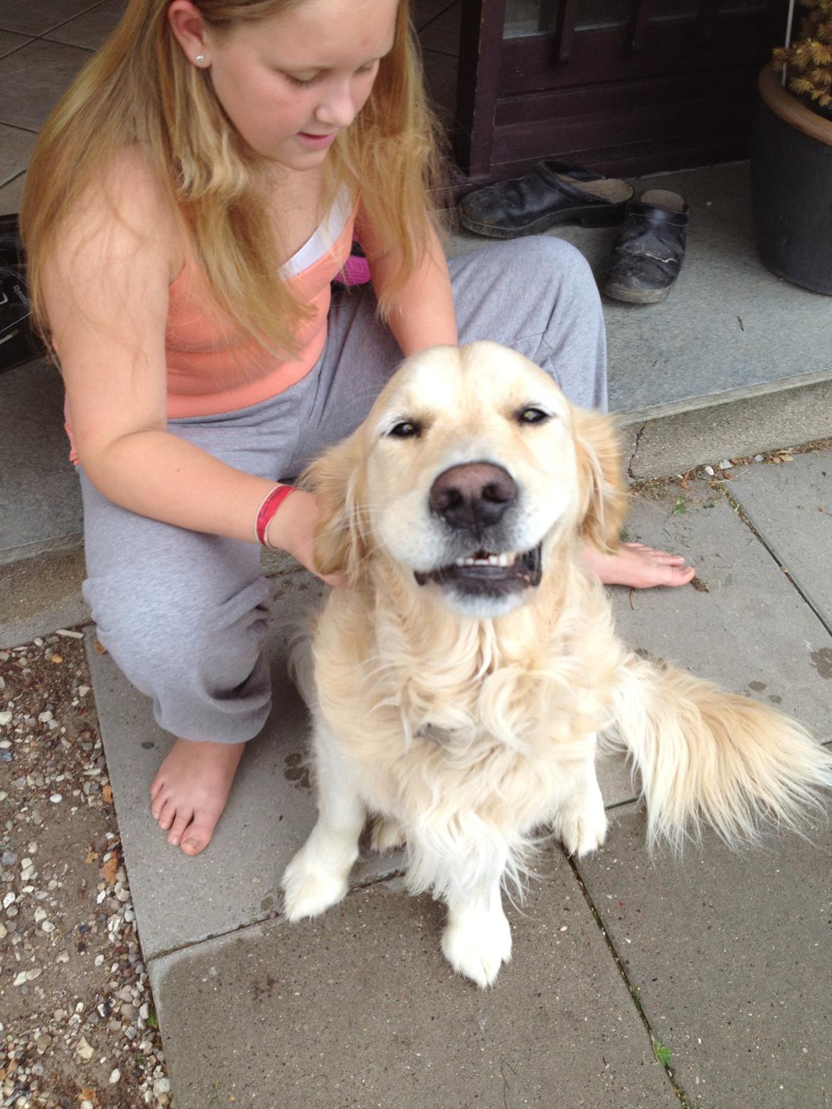 Golden retriever Kenzo billede 7