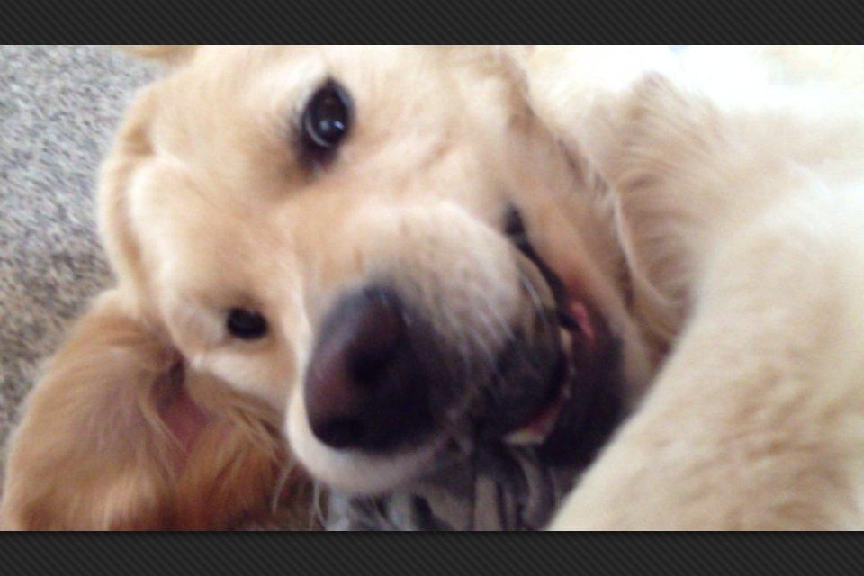 Golden retriever Kenzo billede 8