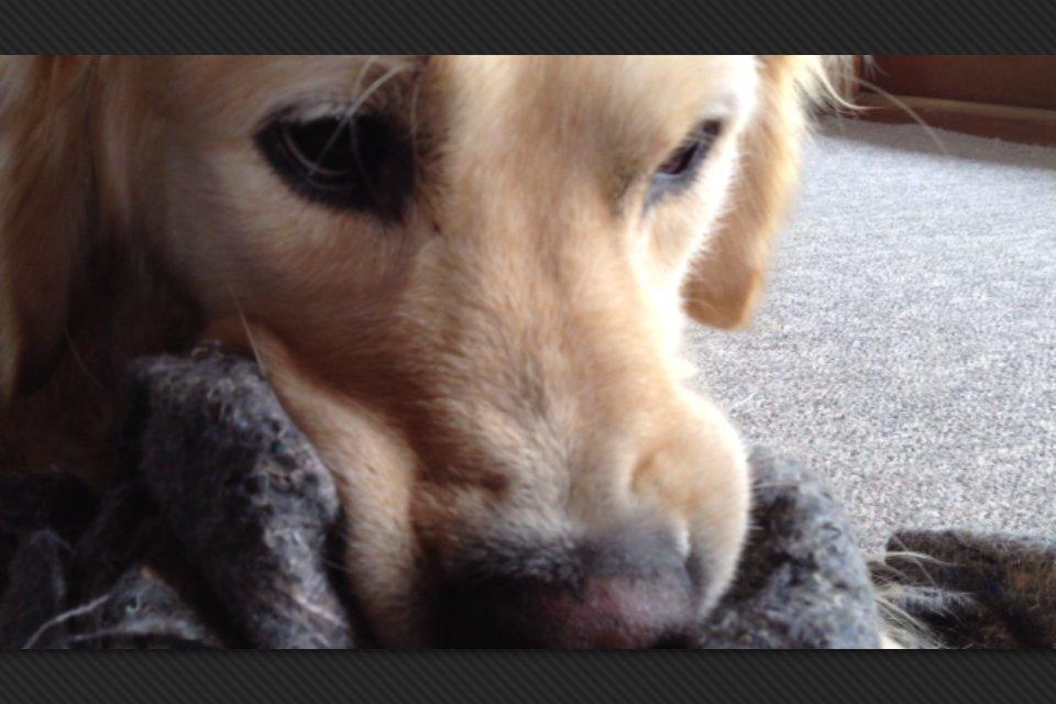 Golden retriever Kenzo billede 9