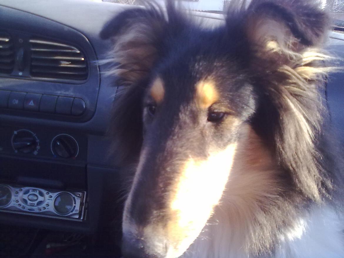 Collie langhåret Fie billede 12