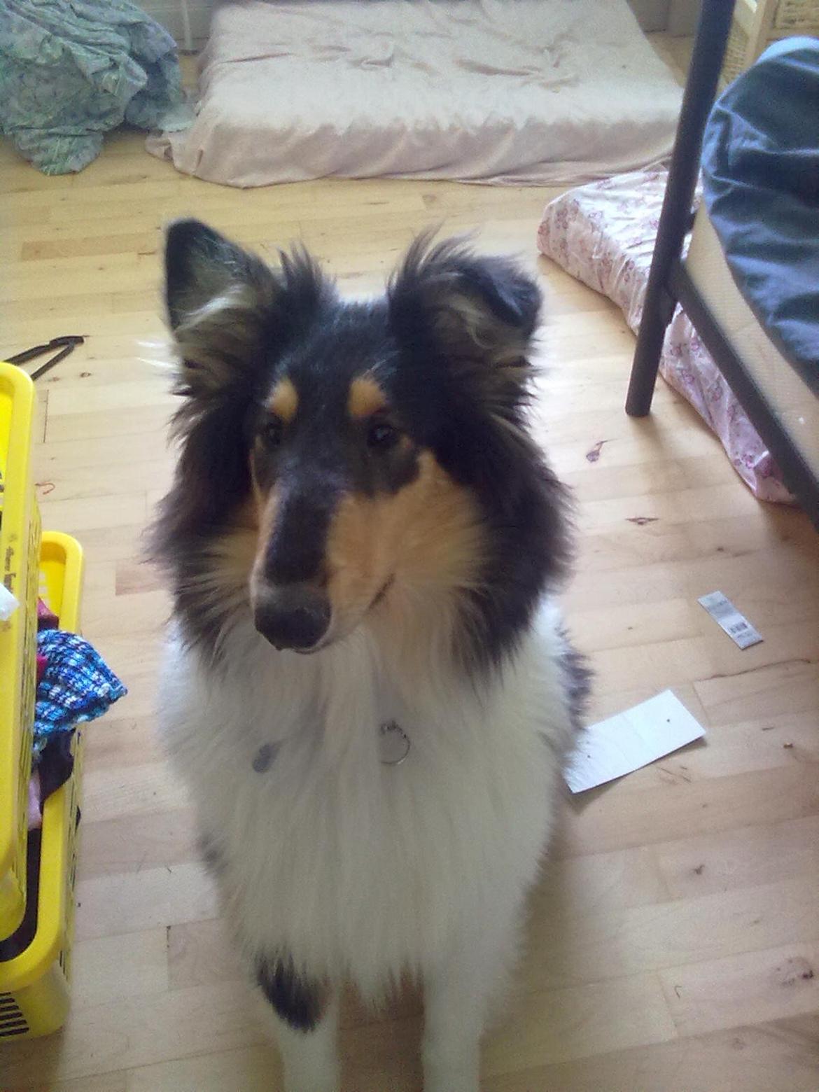 Collie langhåret Fie billede 4