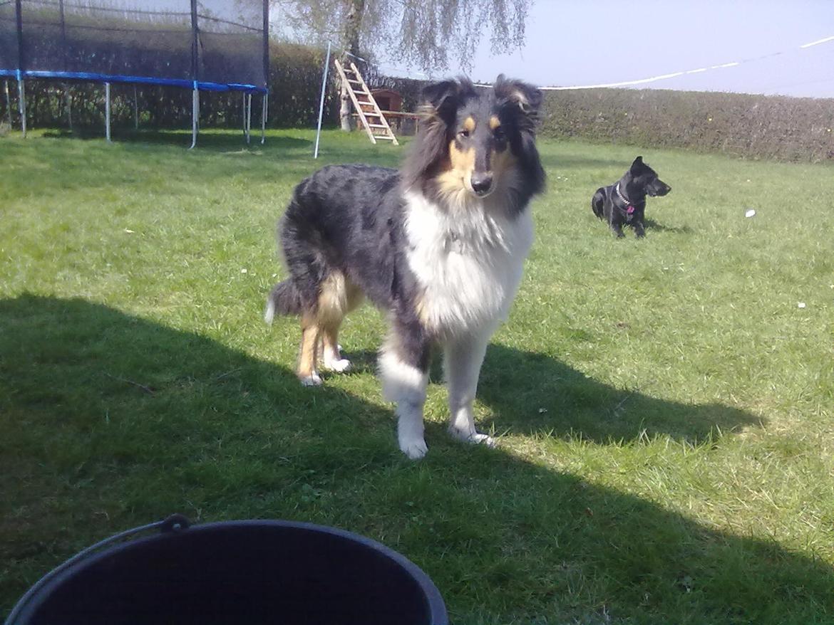Collie langhåret Fie billede 2