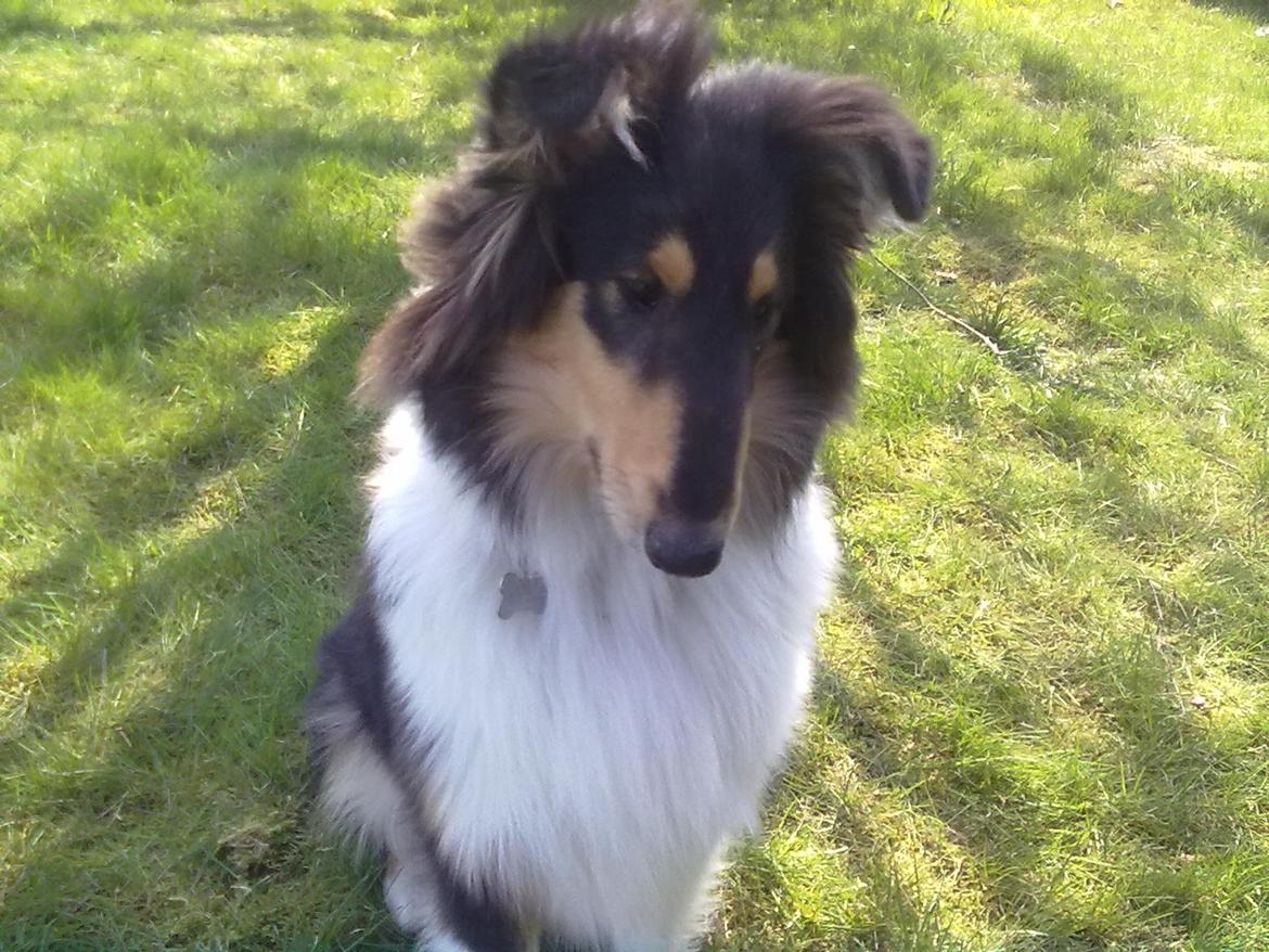 Collie langhåret Fie billede 6