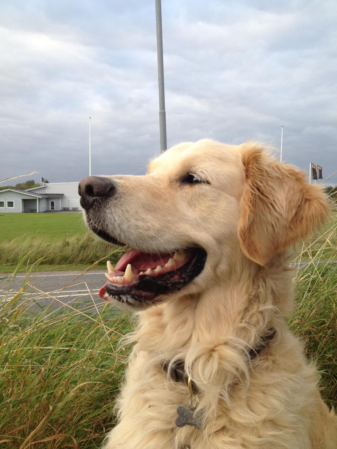 Golden retriever Kenzo billede 10