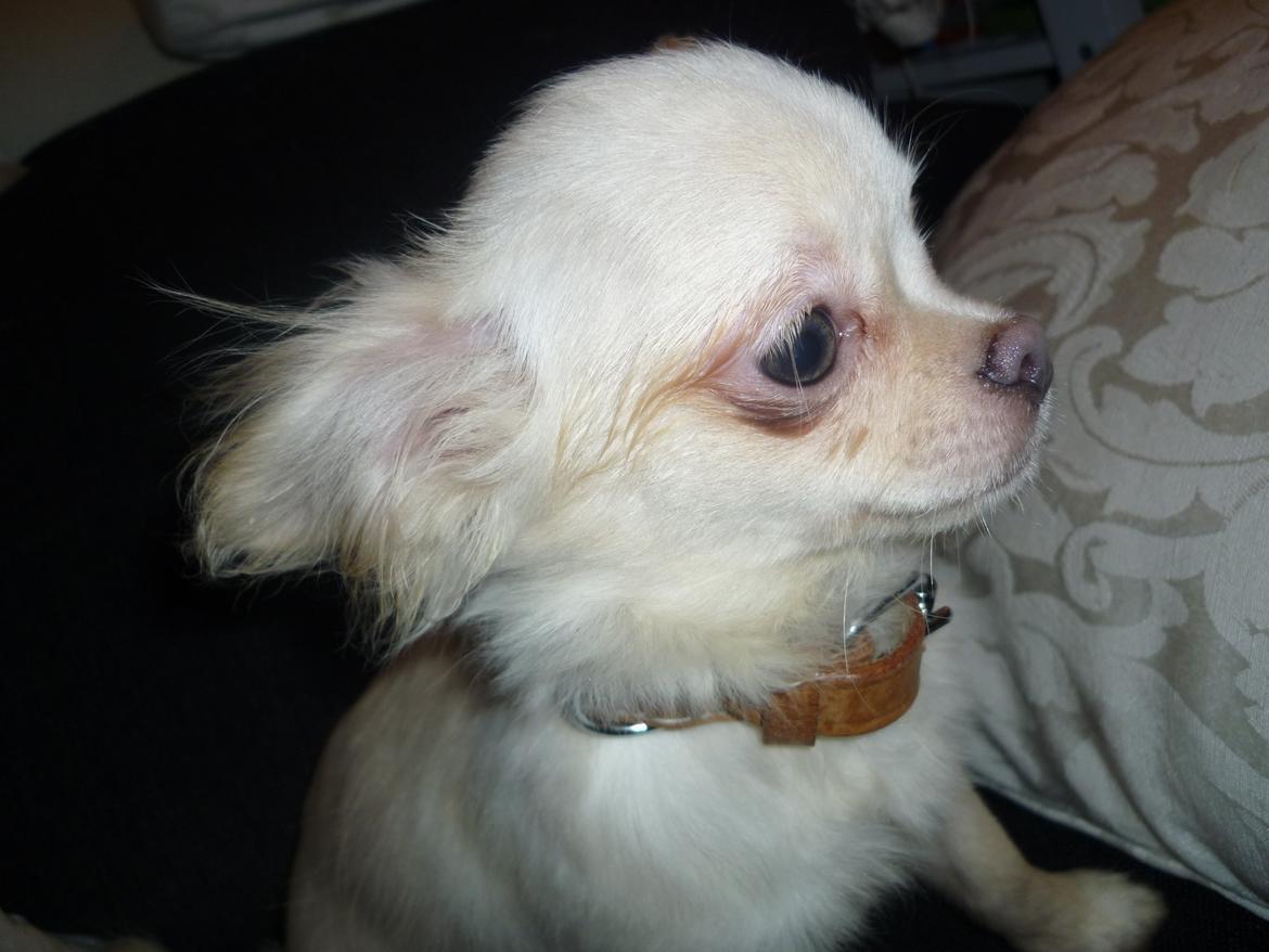 Chihuahua Ricko - Ricko 6 mdr. billede 1