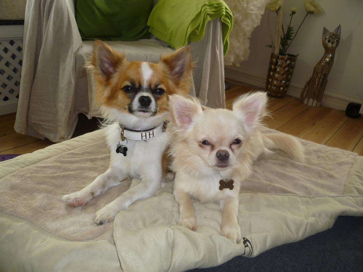 Chihuahua Ricko - Ricko sammen med sin legekammeret  billede 3