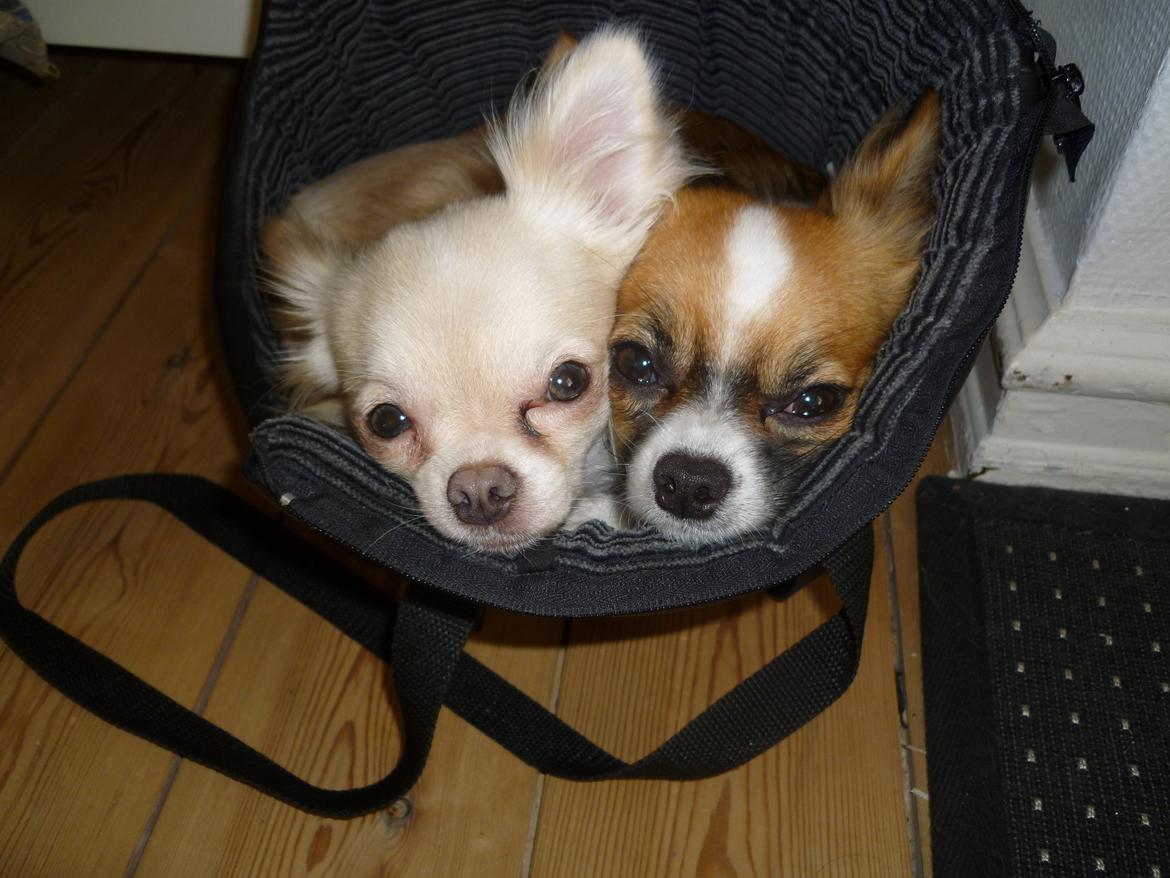 Chihuahua Ricko - Så putter vi lige ;) billede 4