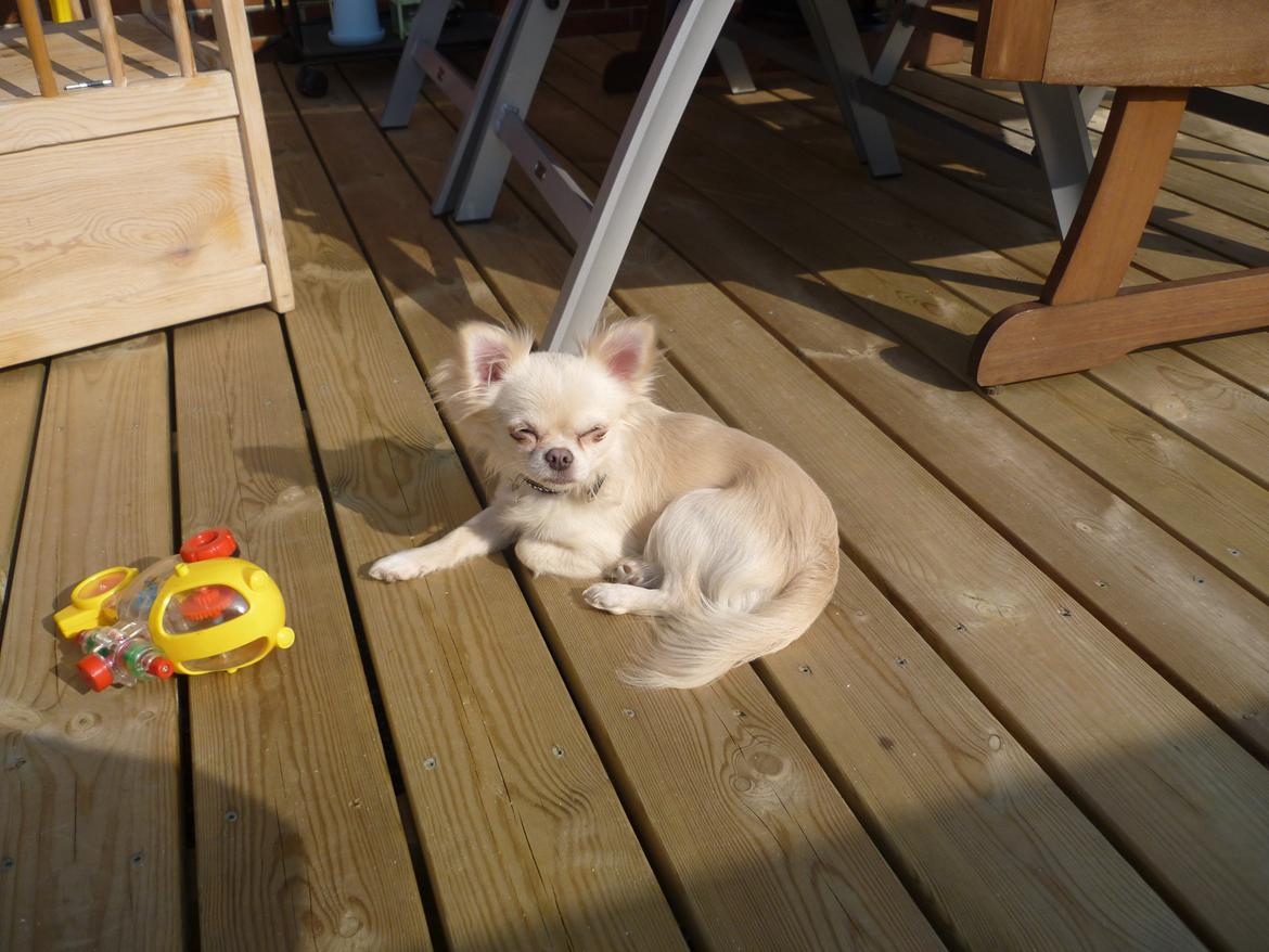 Chihuahua Ricko - Ricko slikker solskin  billede 5