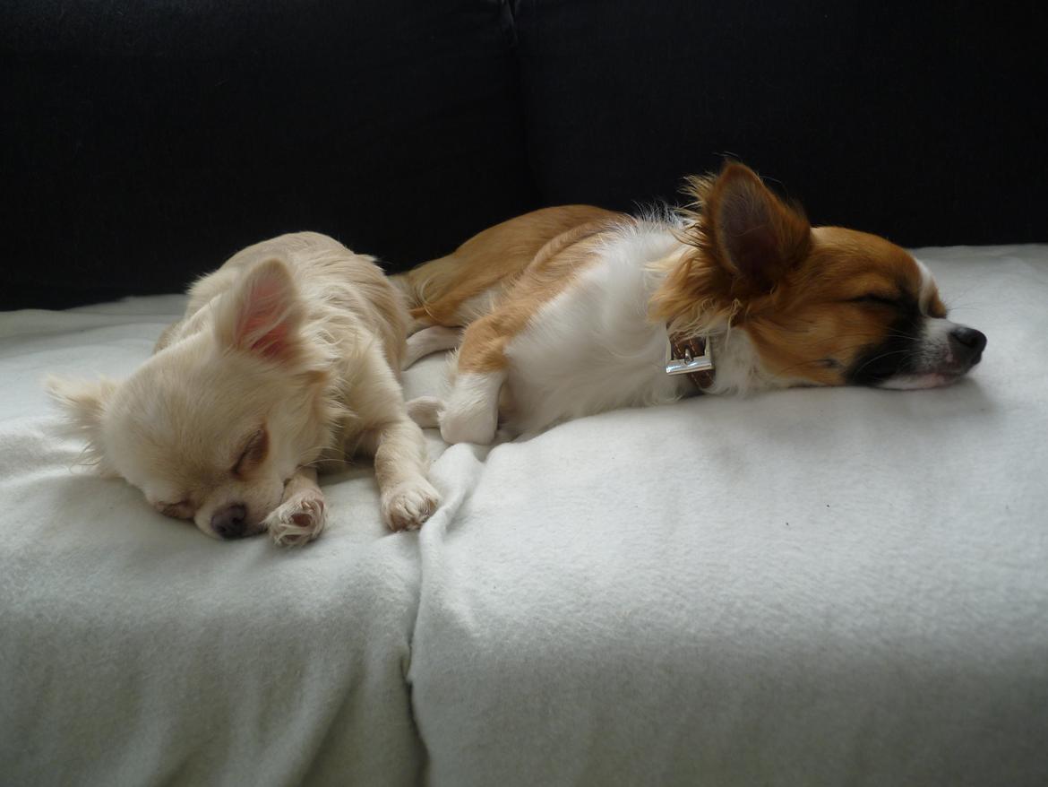 Chihuahua Ricko - Den rene afslapning ;) billede 6