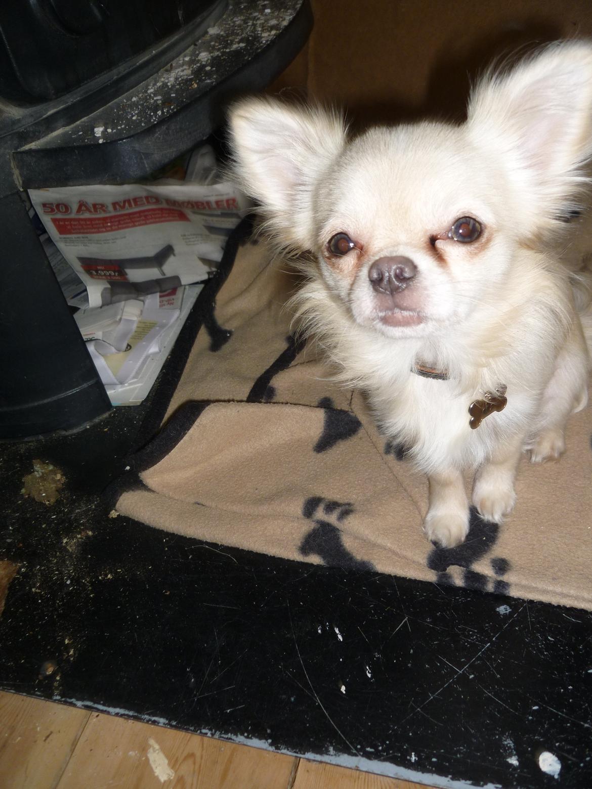 Chihuahua Ricko - Smukke Ricko ;) billede 7