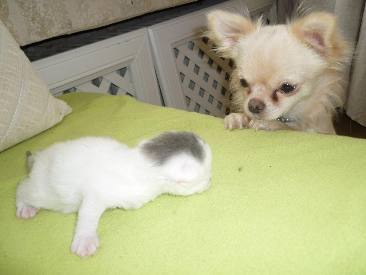 Chihuahua Ricko - Hej! Hvad er du får en lille fyr  billede 8