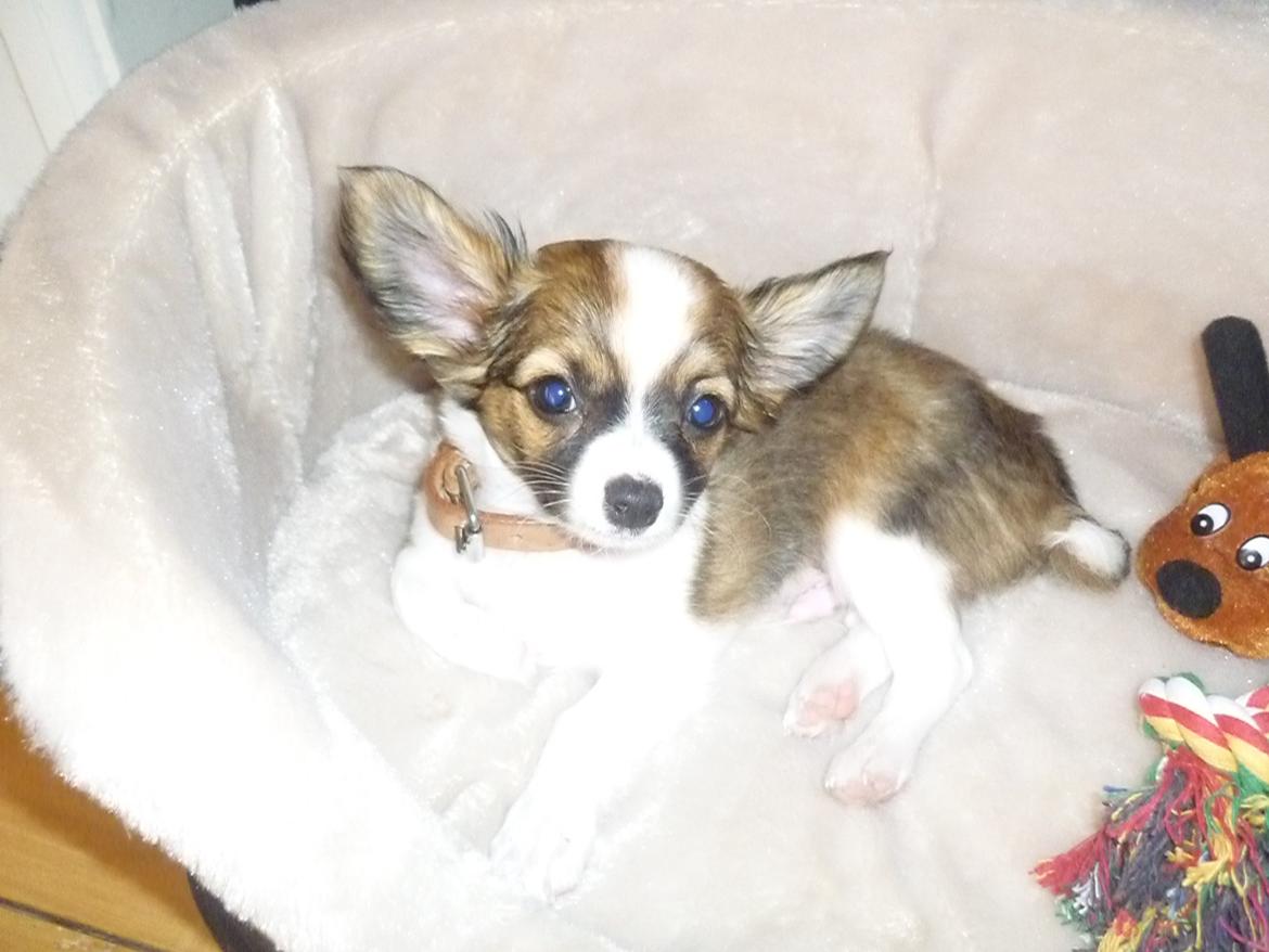 Chihuahua Pingo - Pingo 6 mdr billede 1