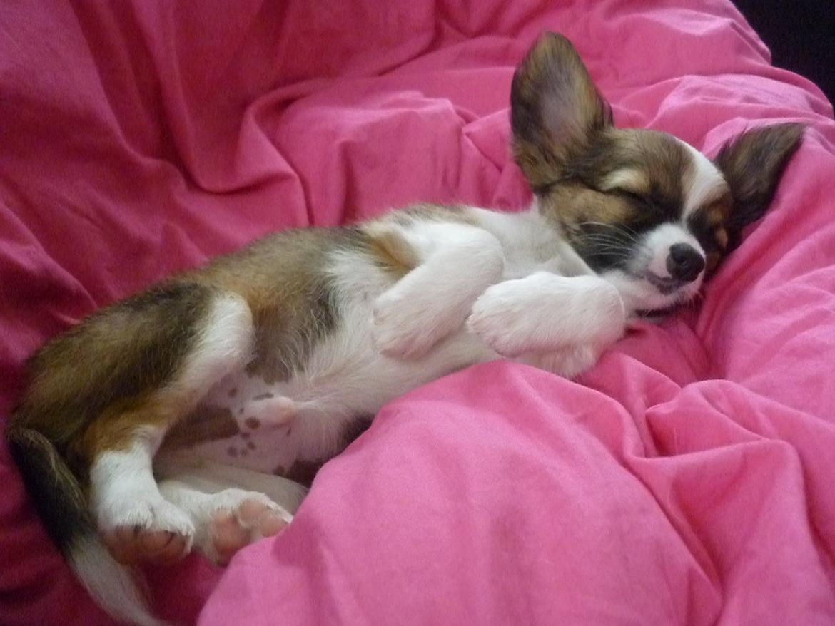 Chihuahua Pingo - Lille kæletrold billede 2