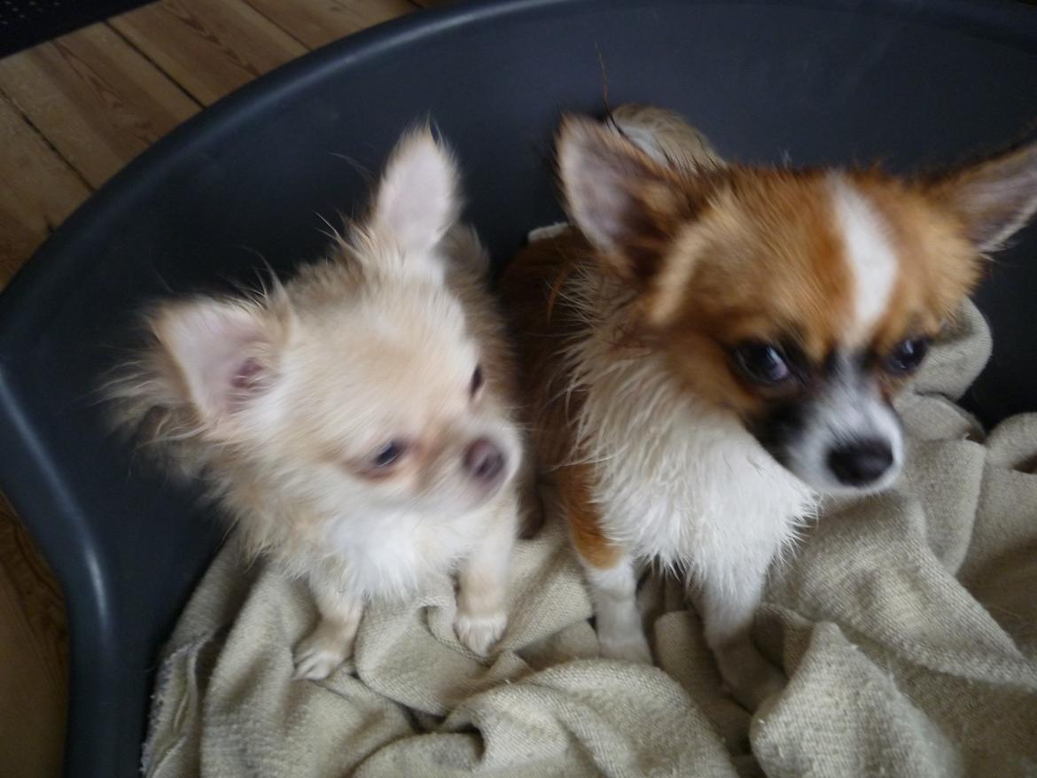 Chihuahua Pingo - Jeg er træt ,gider ikke at lege nu  billede 4