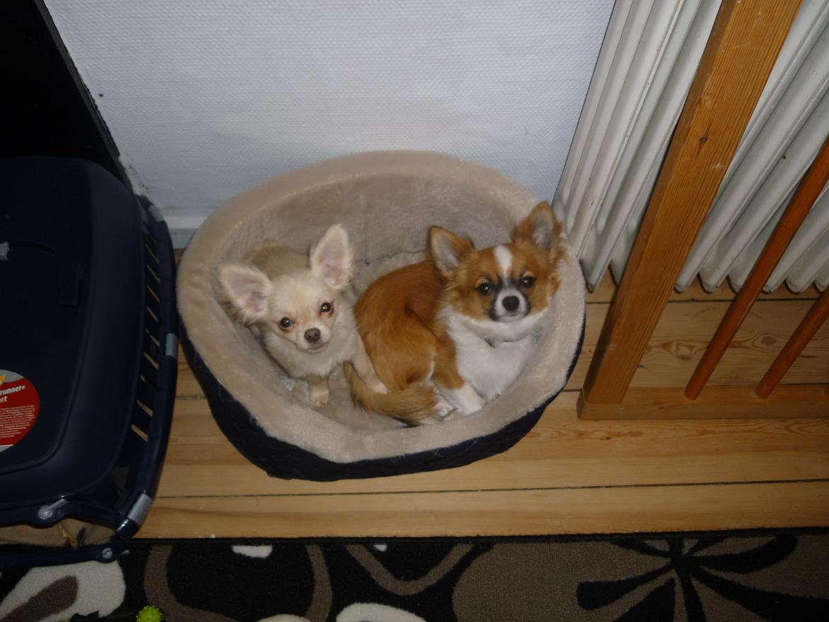 Chihuahua Pingo - Hej ;) billede 5