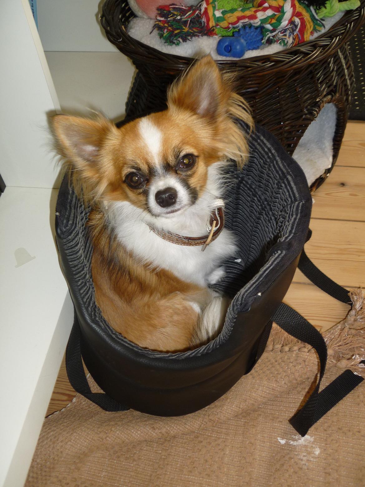 Chihuahua Pingo - Er jeg ikke lækker  billede 6