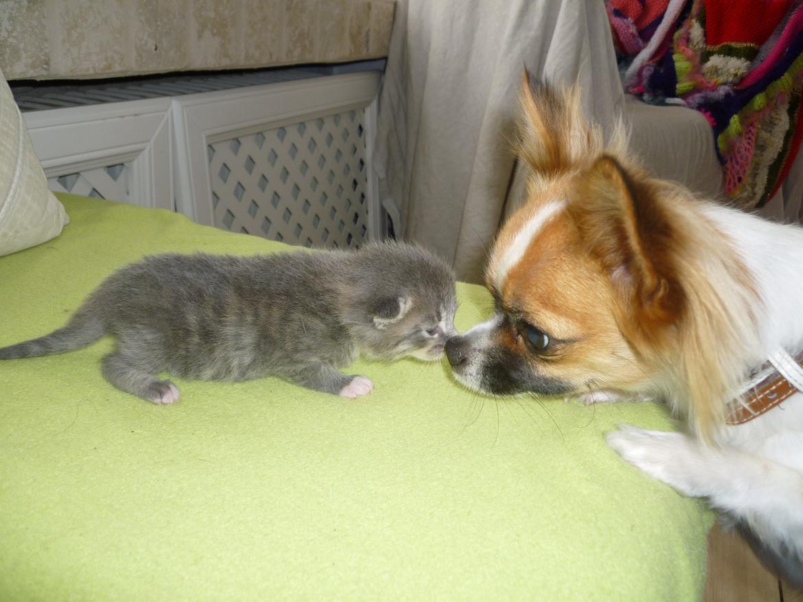 Chihuahua Pingo - Vil du lege lille ven ;) billede 7