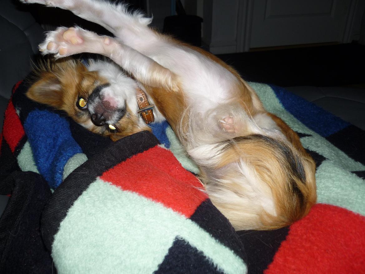 Chihuahua Pingo - Jeg er bare for LÆKKER,lækker ,lækker ;) billede 8