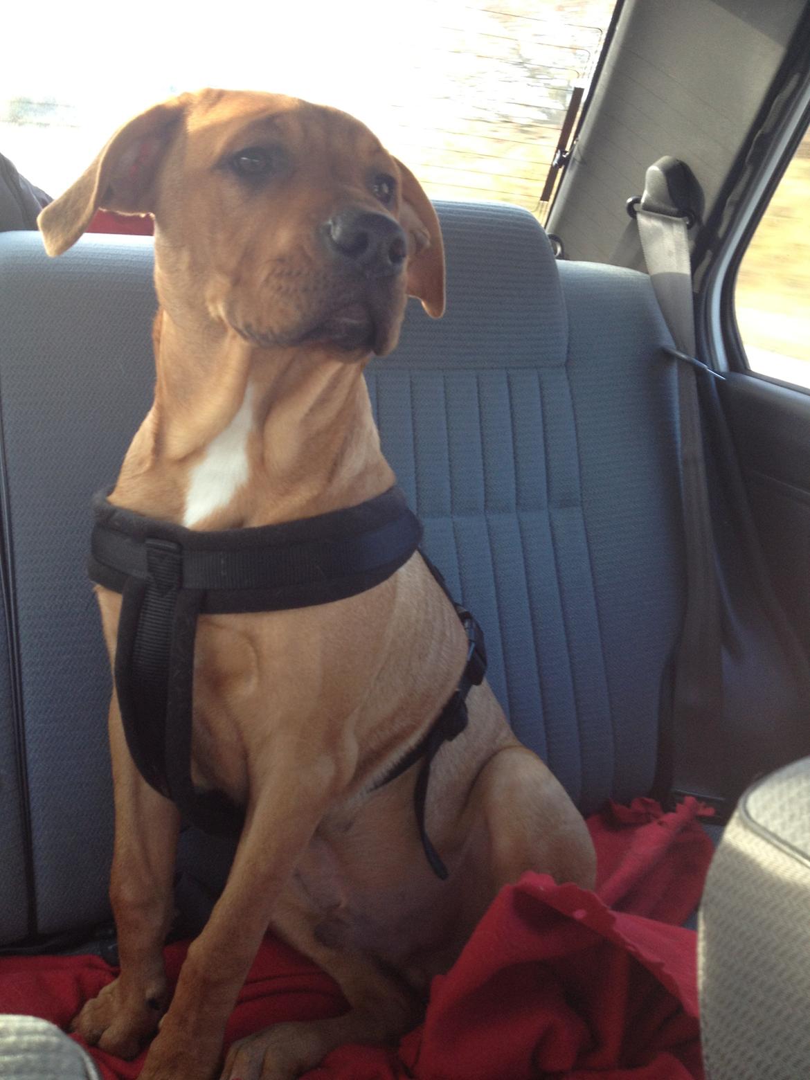 Blanding af racer Charlie billede 17