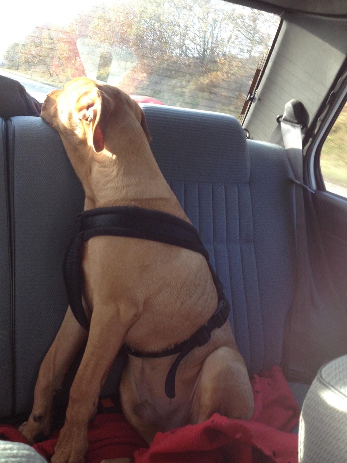 Blanding af racer Charlie billede 18