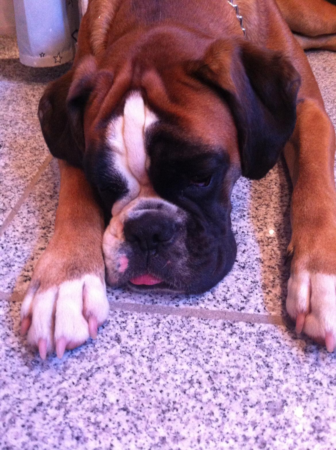 Boxer Boxon Engel (Bessie) - Så træt! billede 10