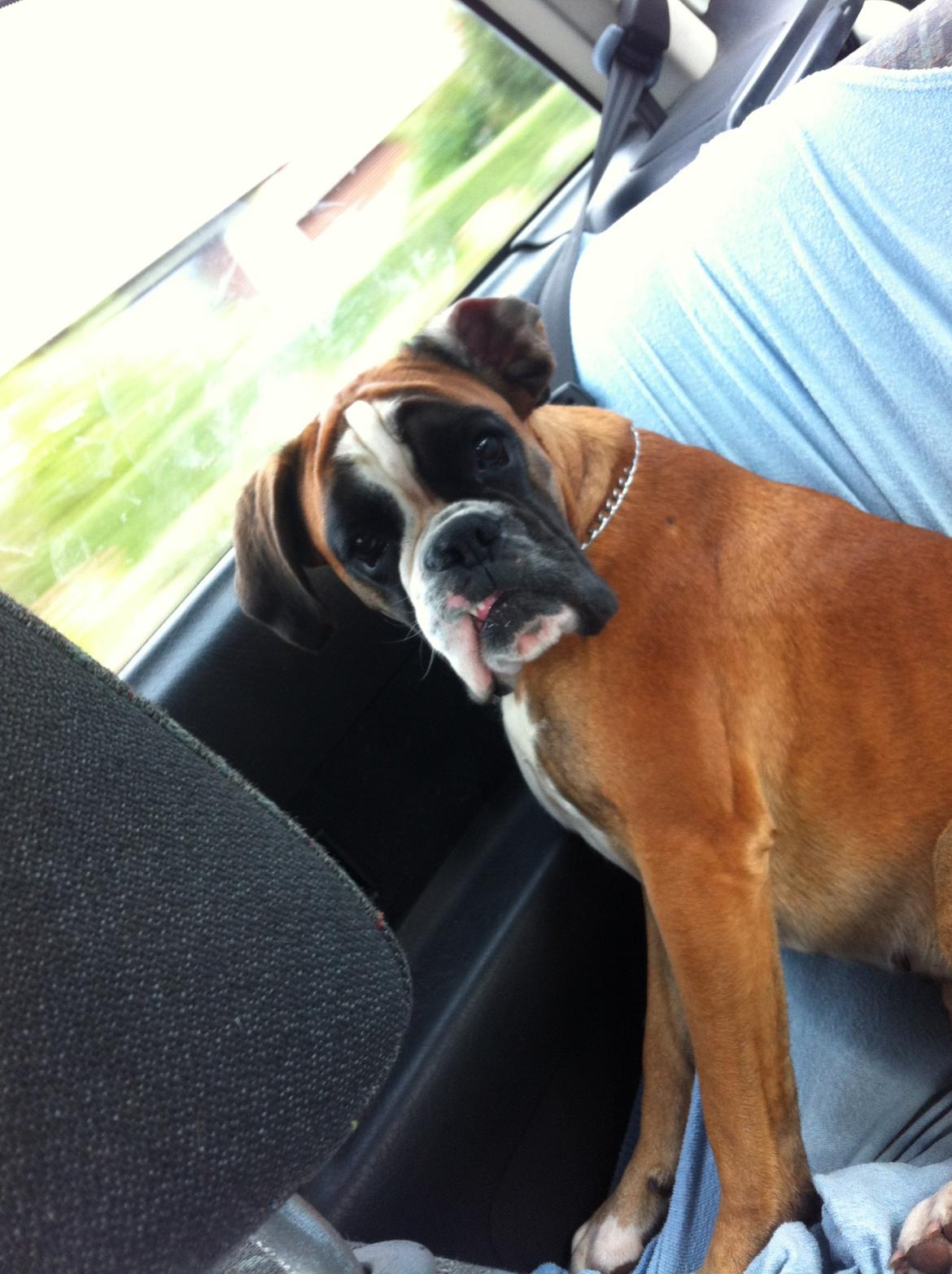 Boxer Boxon Engel (Bessie) - En lille køretur billede 11